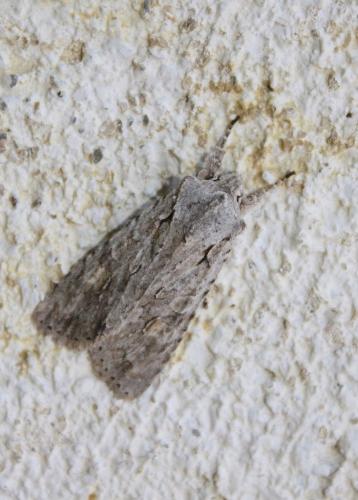 Réf. 222 999 : Lithophane ornitopus